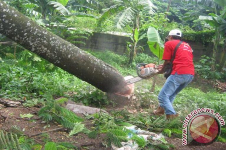 20171102Jangan_tebang_pohon